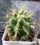 Ferocactus glaucescens