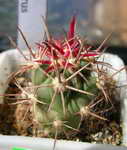 Ferocactus grandiflorus