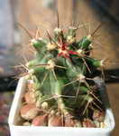 Ferocactus herrerae