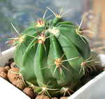 Ferocactus latispinus