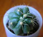 Ferocactus macrodiscus