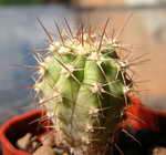 Ferocactus santa-maria