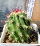 Ferocactus stainesii