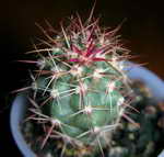 Ferocactus viridescens