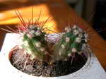 Ferocactus viscainensis