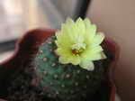 Mammillaria ssp. f. crist.