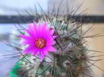 Mammillaria ernestii