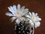 Mammillaria neoschwarziana