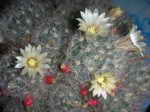 Mammillaria senilis