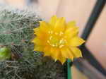 Setiechinopsis mirabilis