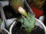 Tephrocactus ovatus