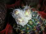 Parodia comosa