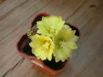 Parodia formosa