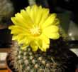 Parodia sp