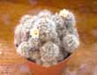 Mammillaria prolifera