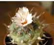 Turbinicarpus sp