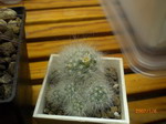 Mammillaria sp.