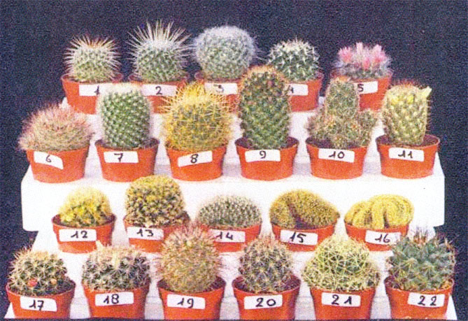 http://www.samaracactus.ru/img/h1-22.jpg