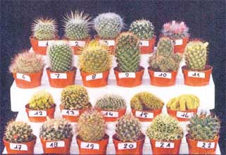фото кактусов из Голландии