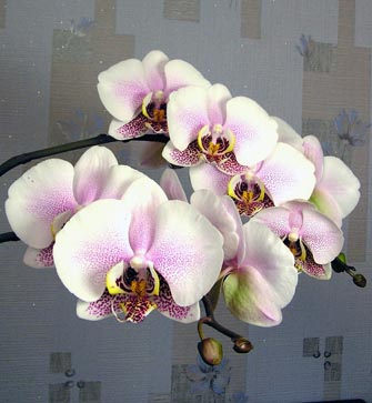 Phalaenopsis