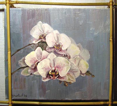 Phalaenopsis