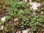 Sedum pallidum