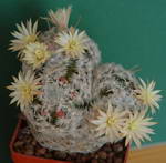 Mammillaria duwei