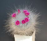 Mammillaria Hahniana