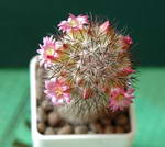 Mammillaria Microhelia