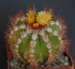 Parodia comosa