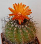 Parodia Mairanana