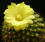 Parodia sp