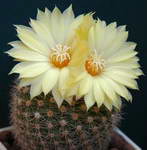 Parodia sp