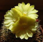 Parodia sp