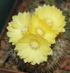 Parodia sp