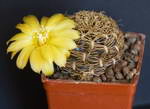 Sulcorebutia Candiae