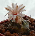 Turbinicarpus Bonatzii