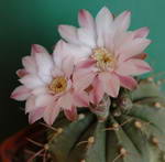 Gymnocalycium Damsii