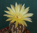 Gymnocactus Neuhuberi