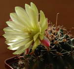 Hamatocactus Hamatocantus