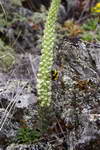 Orostachys  