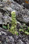 Orostachys  