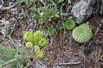 Orostachys  