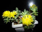 Faucaria boscheana