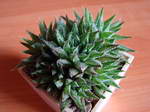 Hawortia meiringii