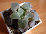 Hawortia pygmaea